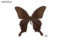 藏品(翠鳳蝶)的圖片